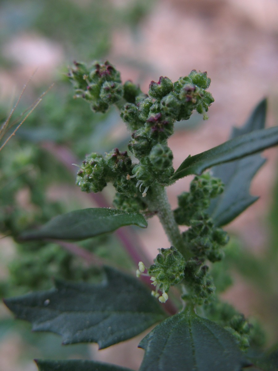 Chenopodiastrum murale